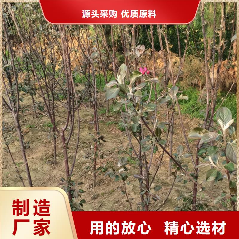 苹果_石榴苗厂家直发