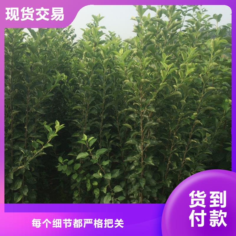 苹果【樱桃苗】精选货源