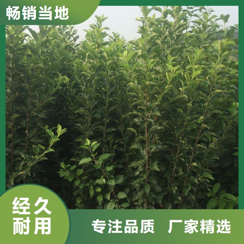 苹果葡萄苗分类和特点