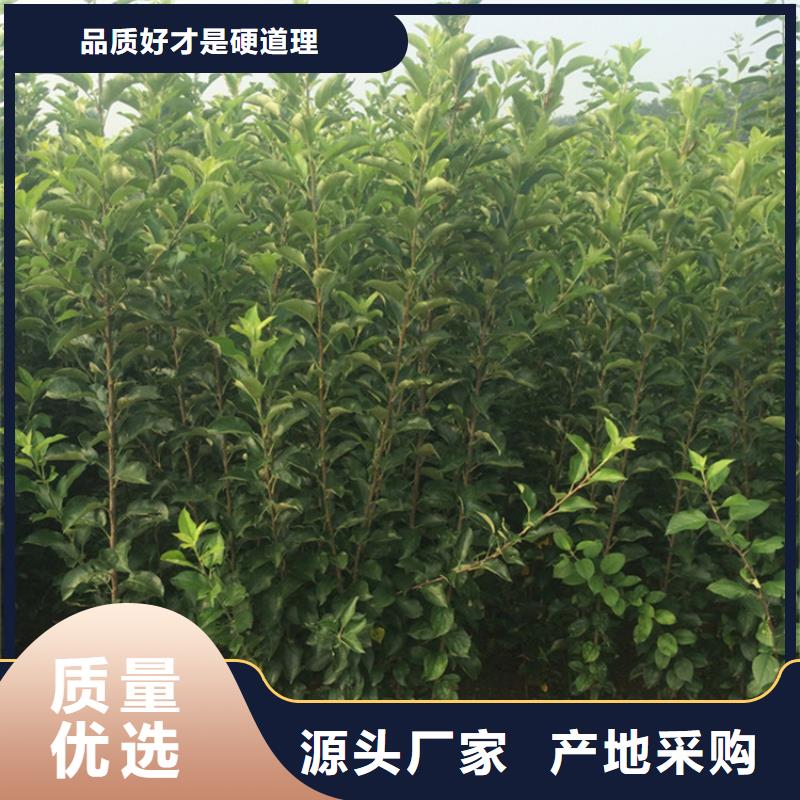 苹果樱桃苗实力优品