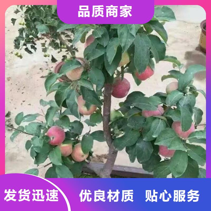 苹果猕猴桃苗品牌专营
