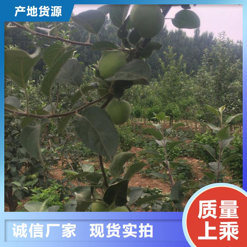 苹果石榴苗多年实力厂家