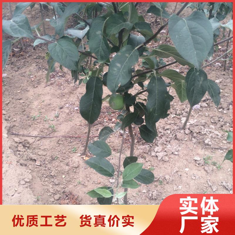 苹果樱桃苗实力优品