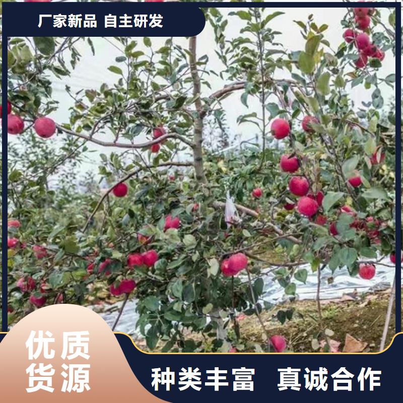 【苹果】樱桃苗分类和特点