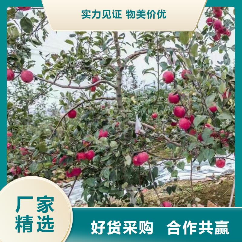 【苹果】桃树苗欢迎来电询价