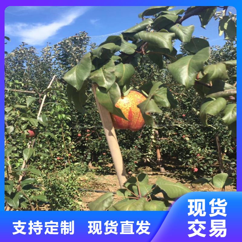 实时报价【梨树】苹果苗源厂定制附近品牌