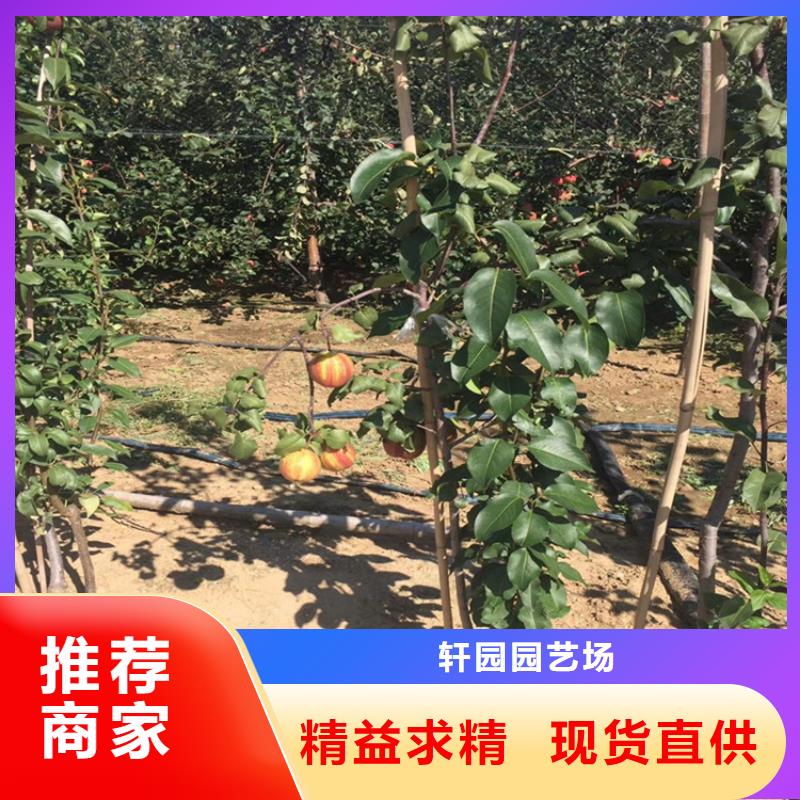 【梨树】-蓝莓苗品质保障售后无忧