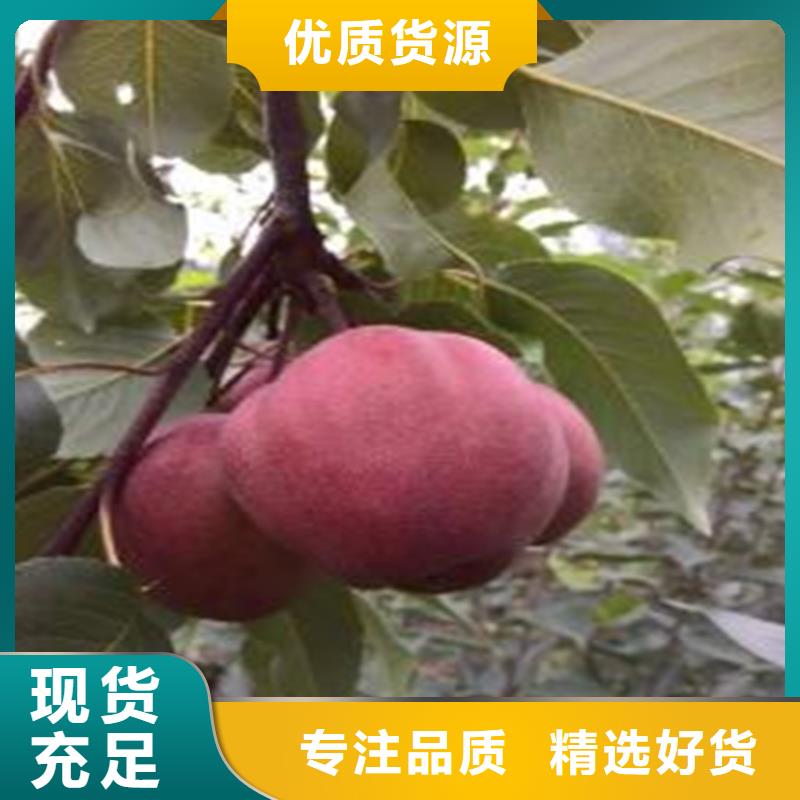 梨树_苹果苗品质可靠