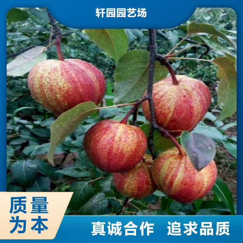 梨树苹果苗专注生产制造多年
