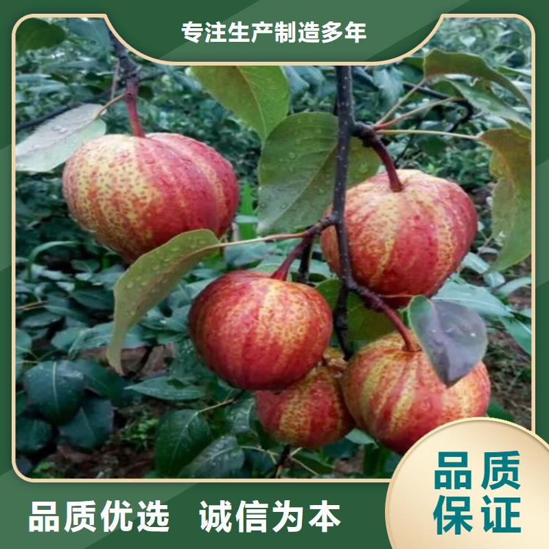 梨树樱桃苗诚信商家服务热情