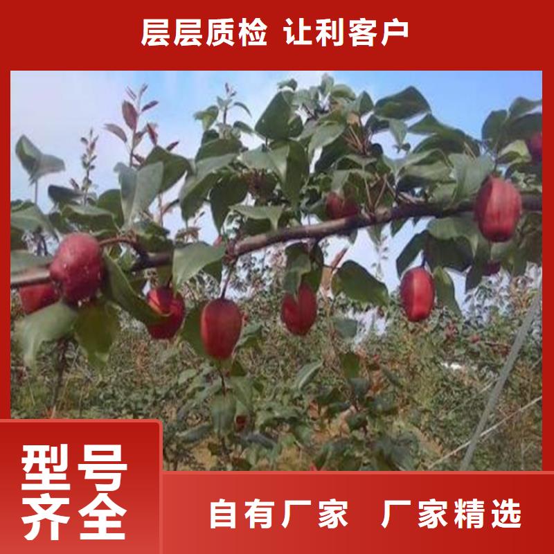 【梨树】苹果苗源厂定制-轩园园艺场(泸州市分公司)