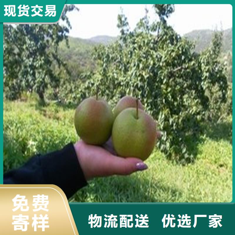 梨树樱桃苗出厂价