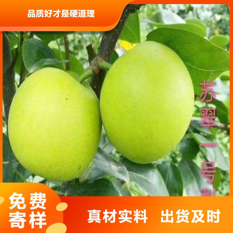 梨树,石榴苗出厂价