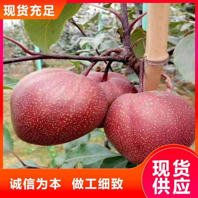 梨树3公分石榴苗支持拿样