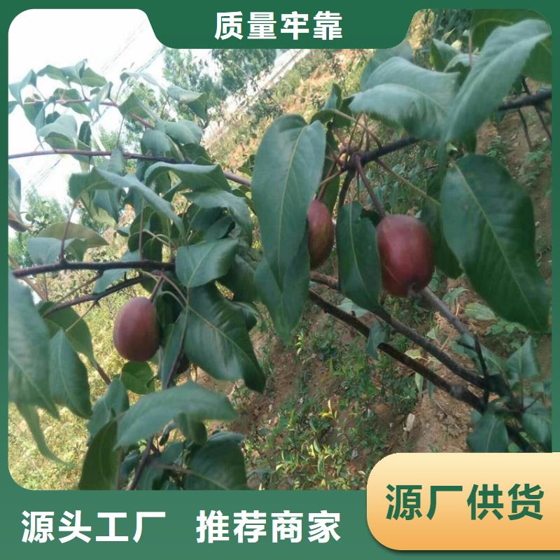 梨树【樱桃苗】生产厂家