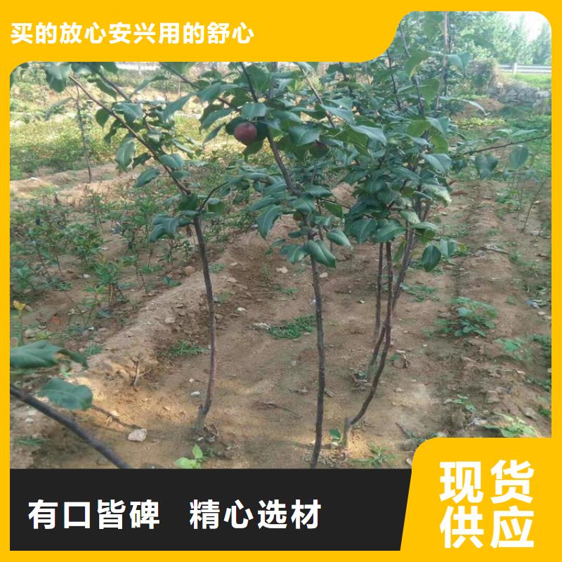 梨树_苹果苗品质可靠