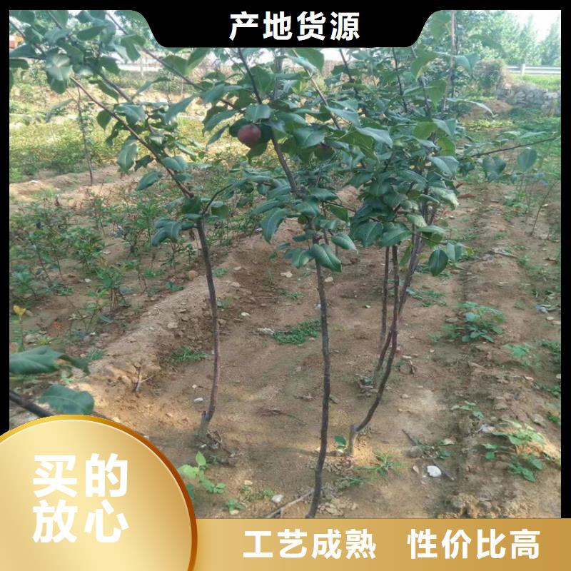 梨树_苹果苗品质可靠