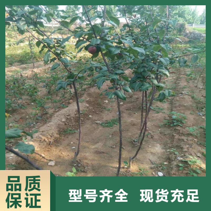 梨树樱桃苗甄选好物