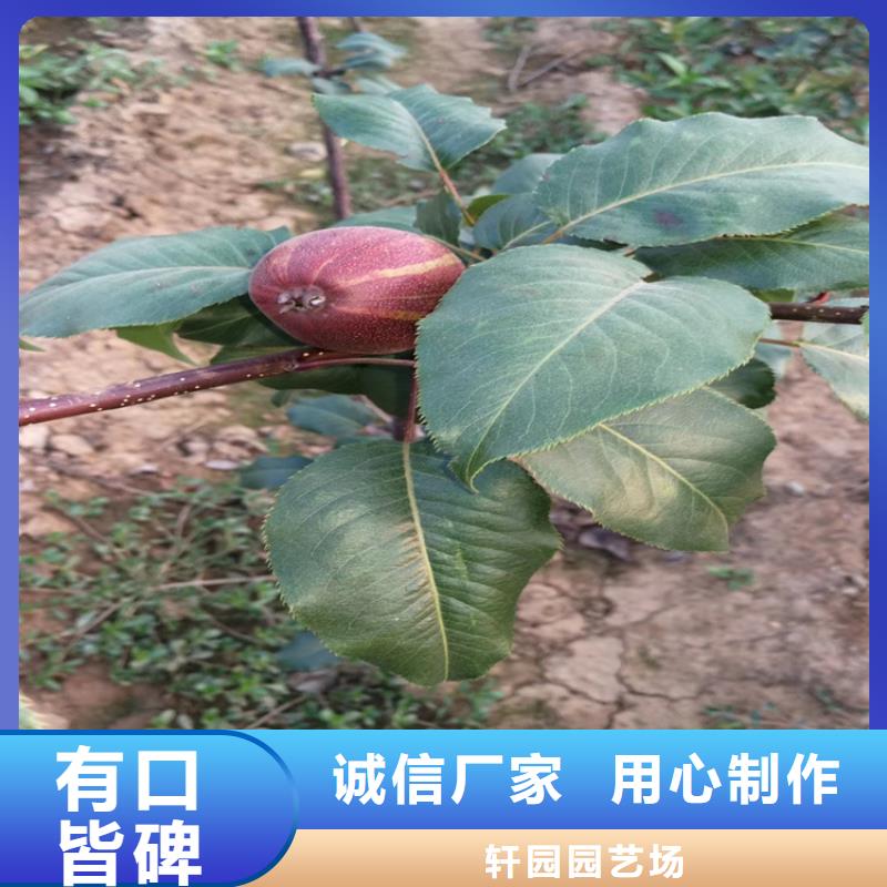 梨树苹果苗大厂生产品质