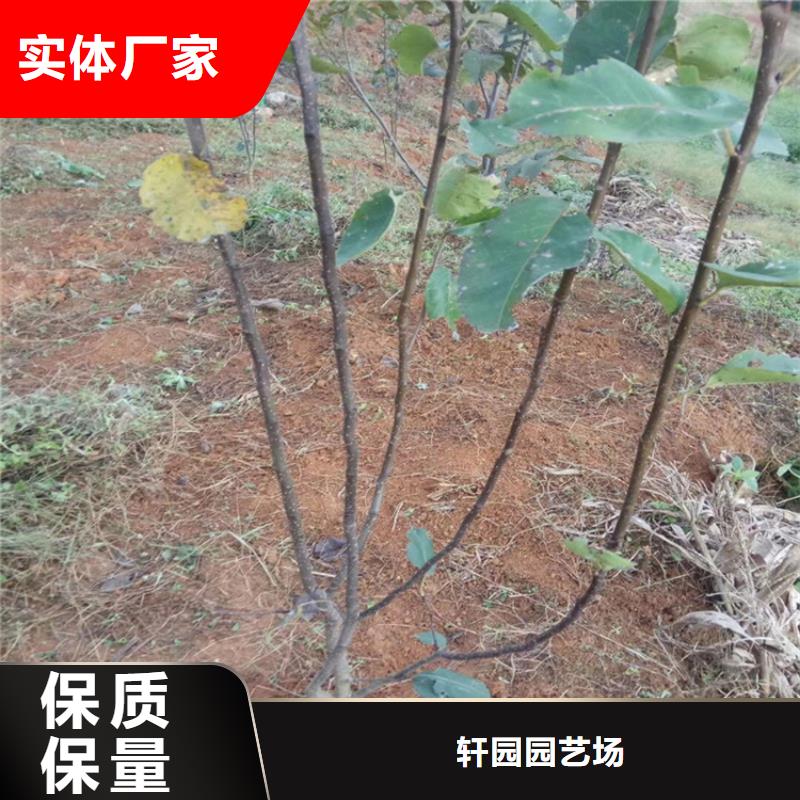 梨树_红颜草莓专业生产团队