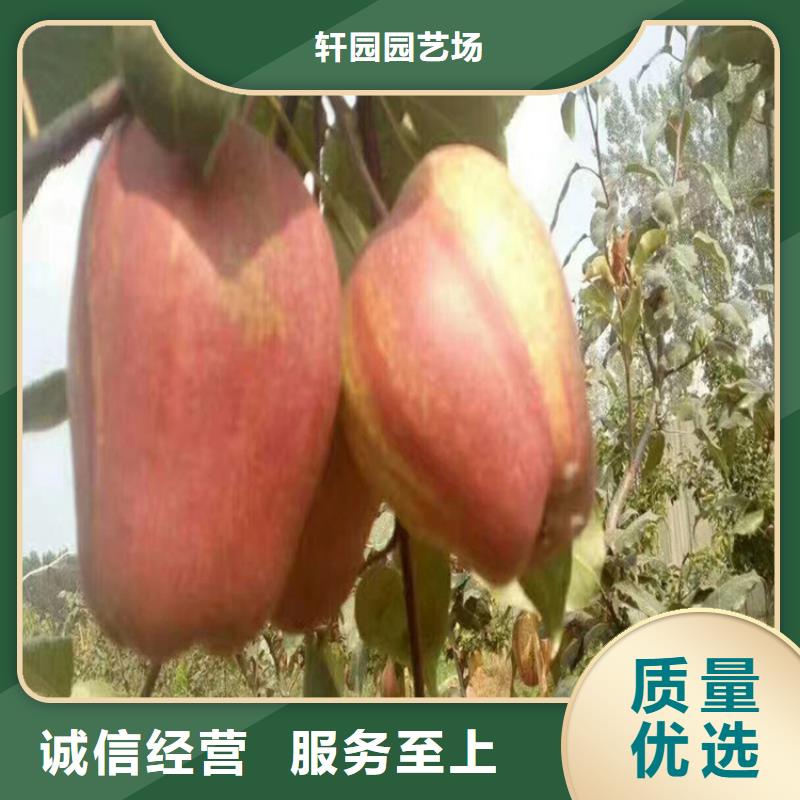 梨树3公分石榴苗支持拿样