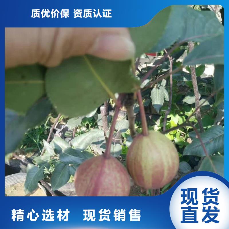梨树3公分石榴苗支持拿样