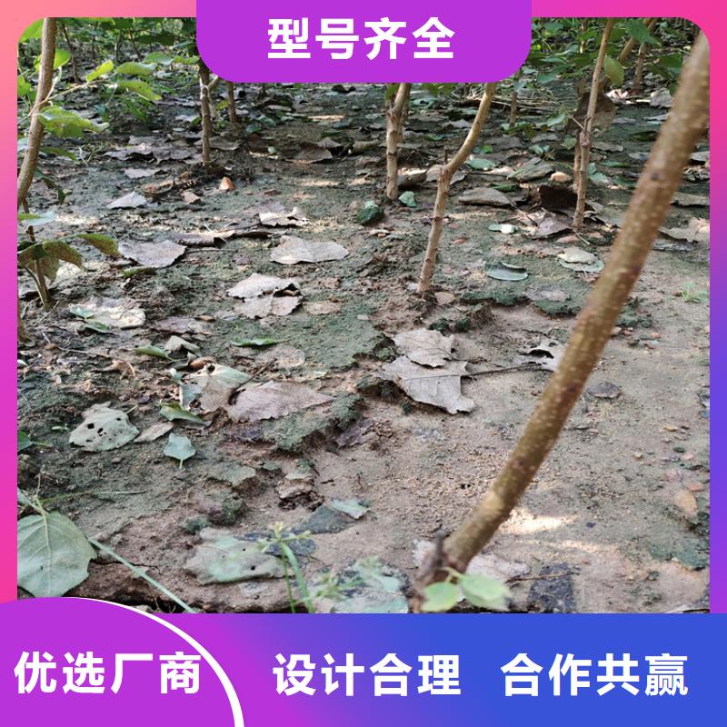 【梨树】梨树苗生产厂家