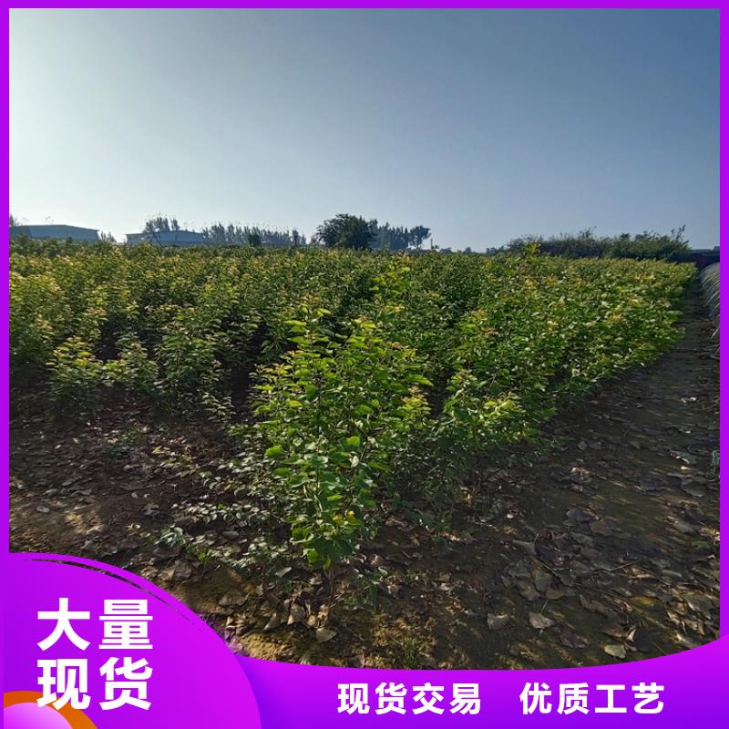 梨树樱桃苗大量现货