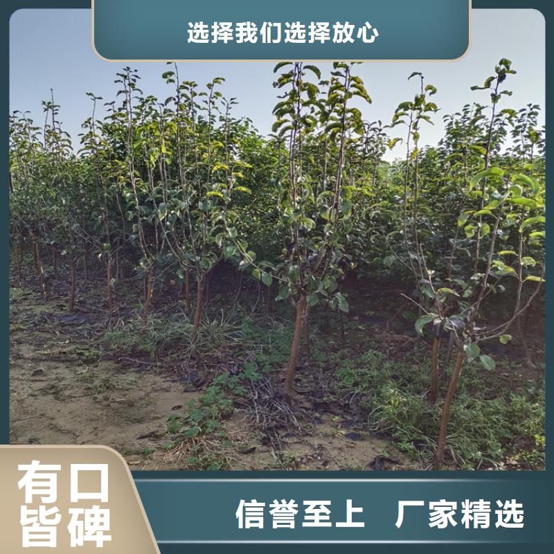 【梨树】苹果苗源厂定制-轩园园艺场(泸州市分公司)