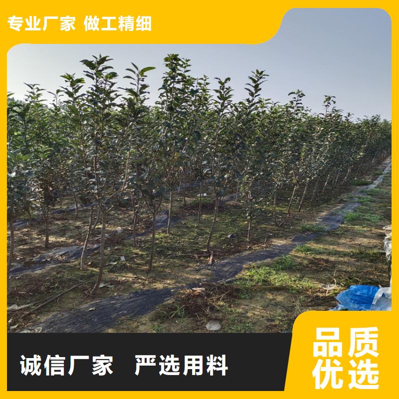 【梨树】苹果苗源厂定制-轩园园艺场(泸州市分公司)