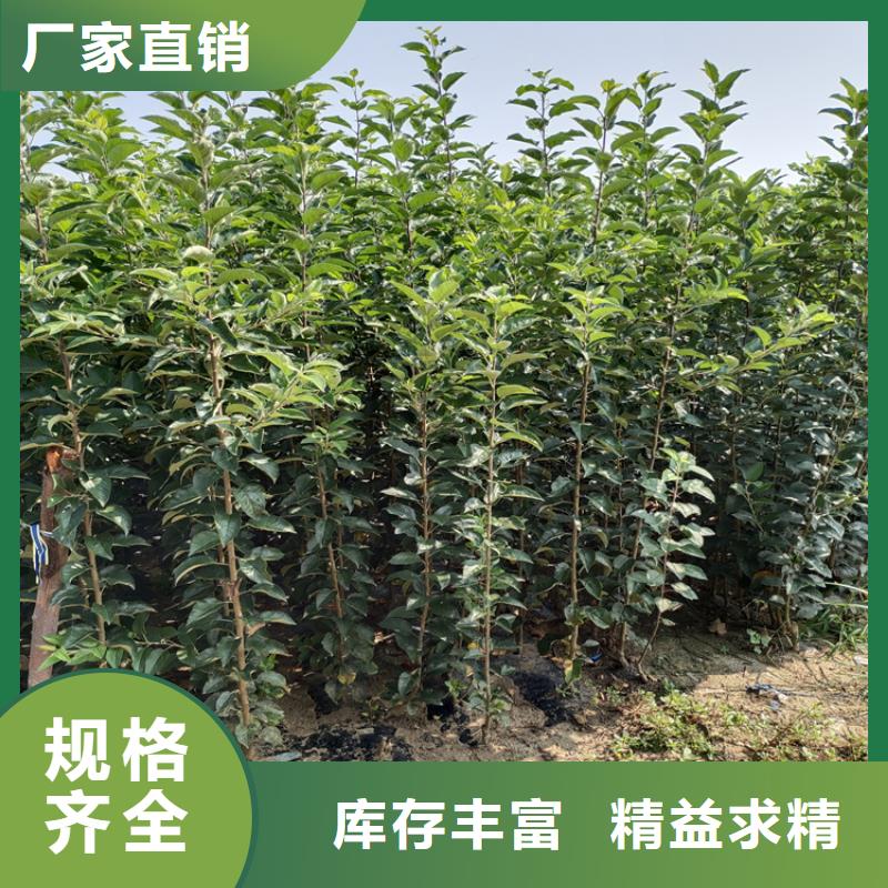实时报价【梨树】苹果苗源厂定制附近品牌
