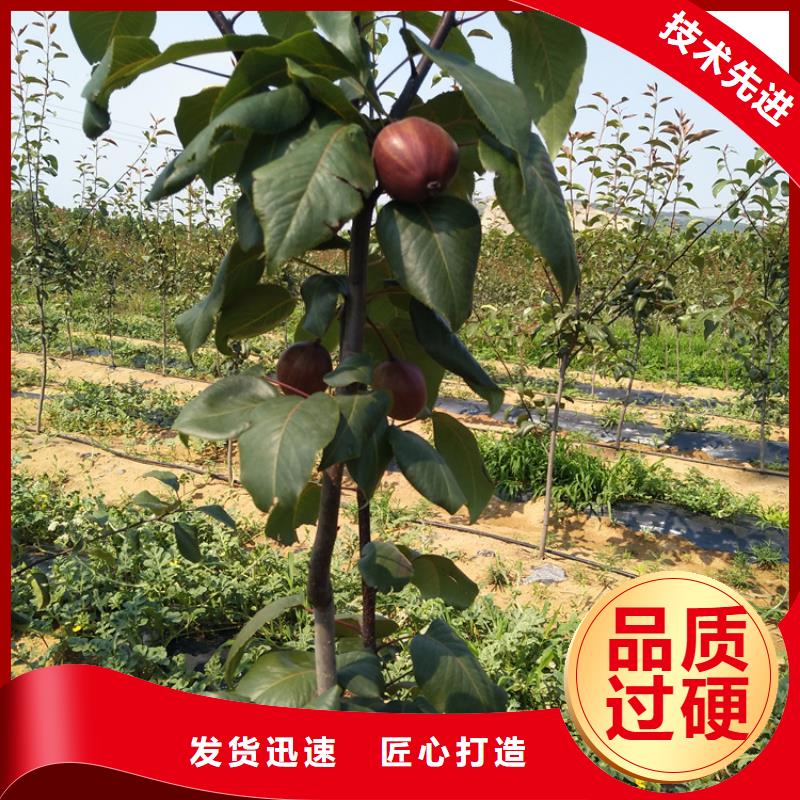 梨树樱桃苗货源直供
