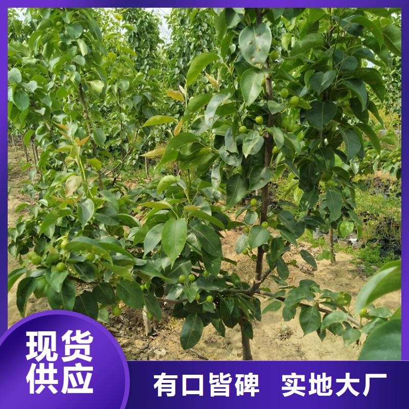 梨树3公分石榴苗支持拿样
