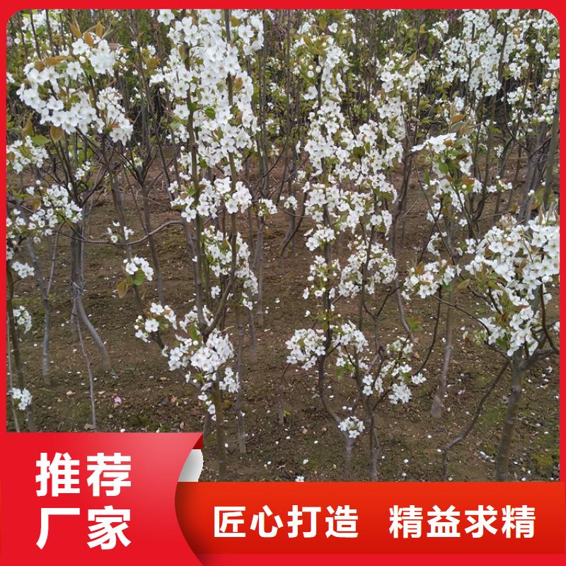 梨树【樱桃苗】生产厂家