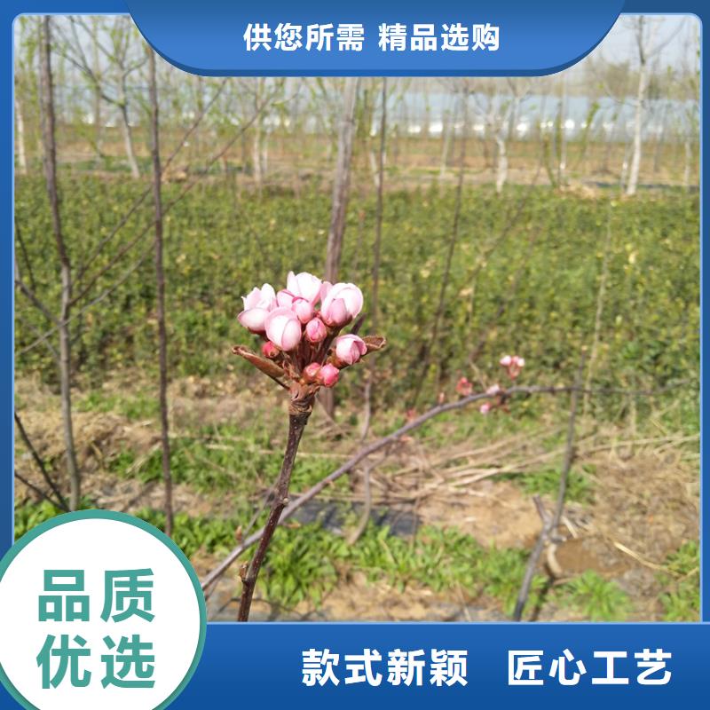 梨树樱桃苗货源直供