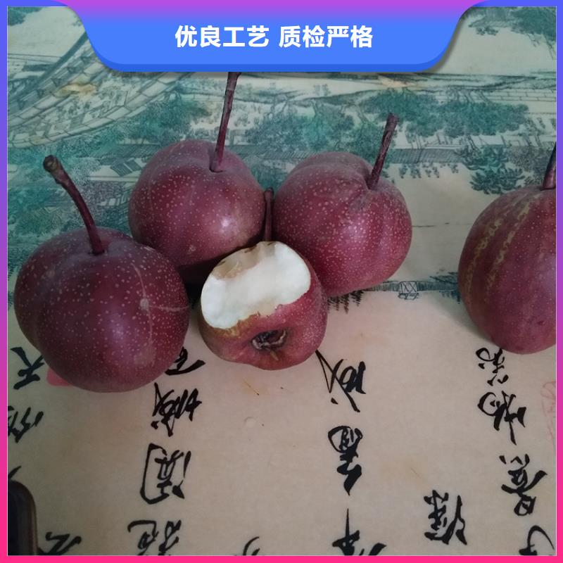 【梨树】梨树苗生产厂家