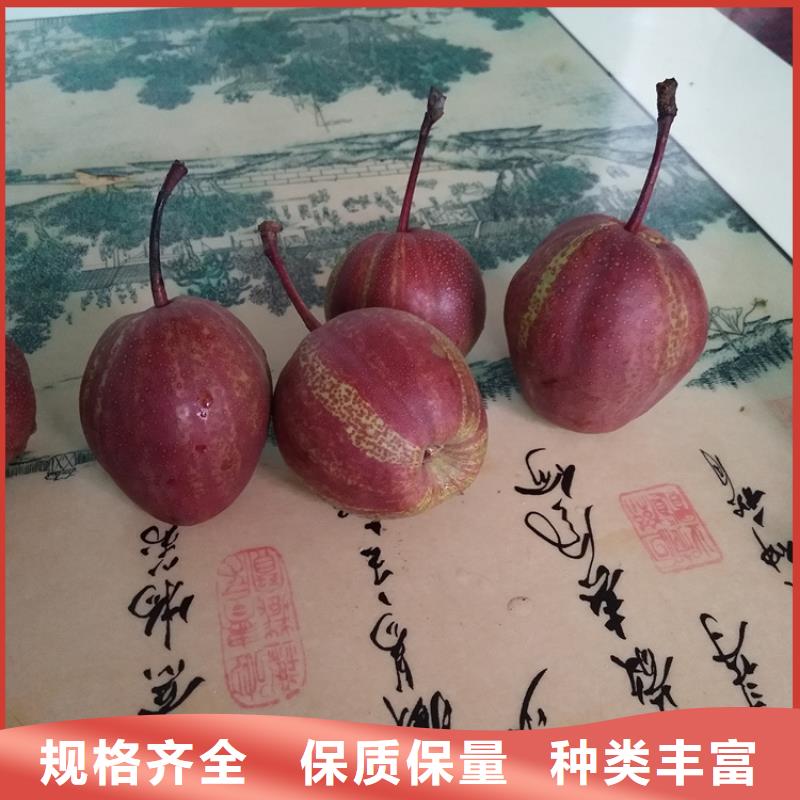 实时报价【梨树】苹果苗源厂定制附近品牌