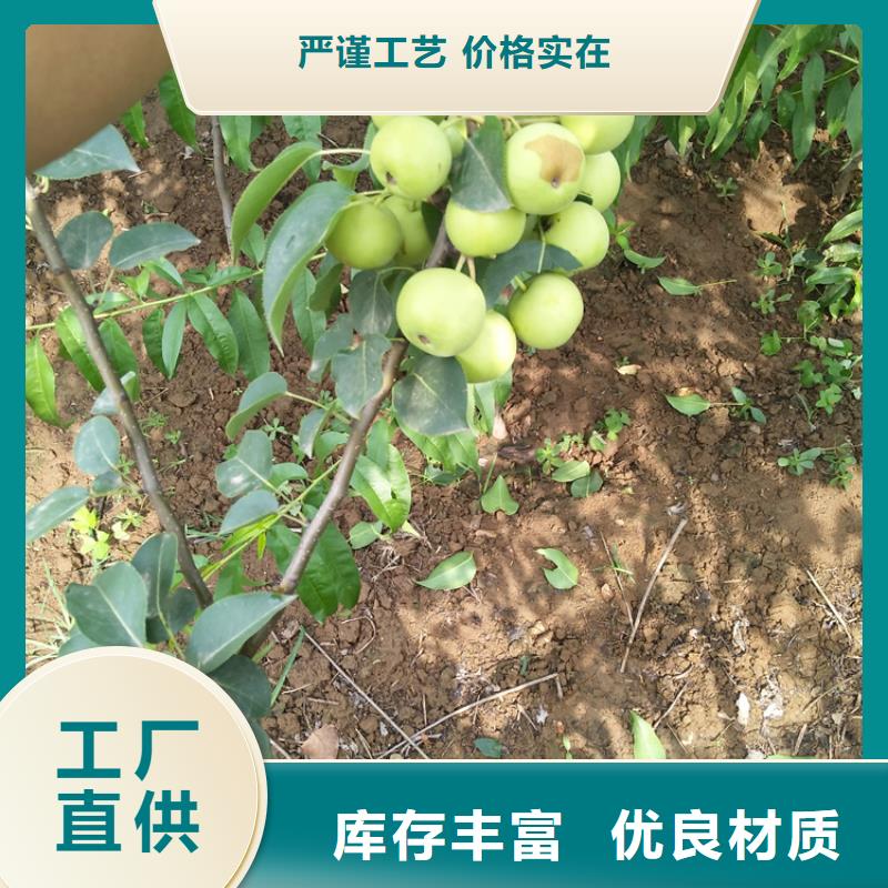 宁波咨询梨树苹果苗生产安装