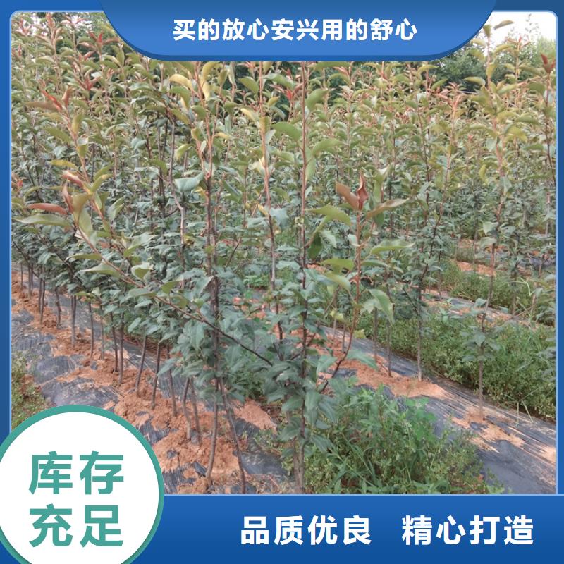 轩园梨树苗【梨树】 樱桃苗库存充足39065.com