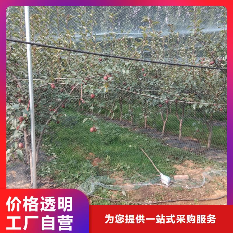 梨树桃树苗定制定做