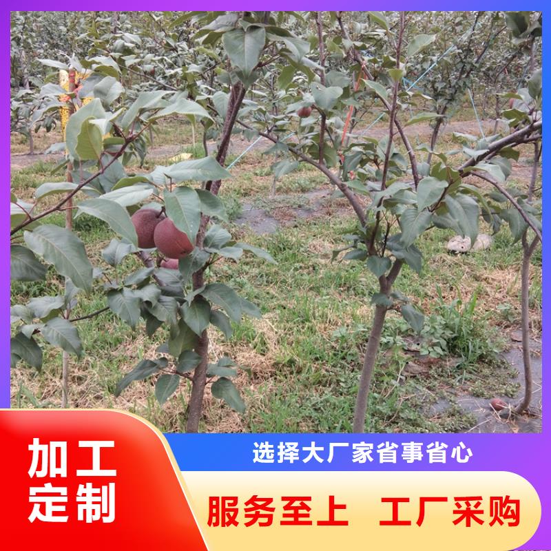 梨树樱桃苗诚信商家服务热情