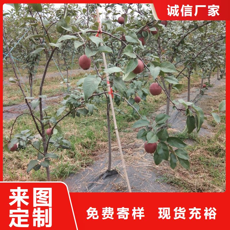 实时报价【梨树】苹果苗源厂定制附近品牌