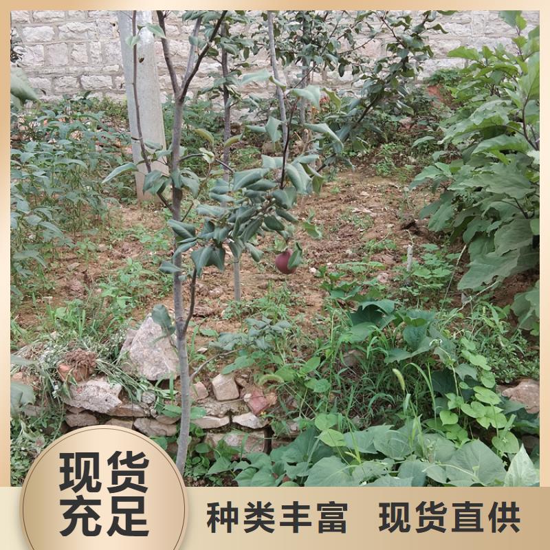 梨树3公分石榴苗支持拿样