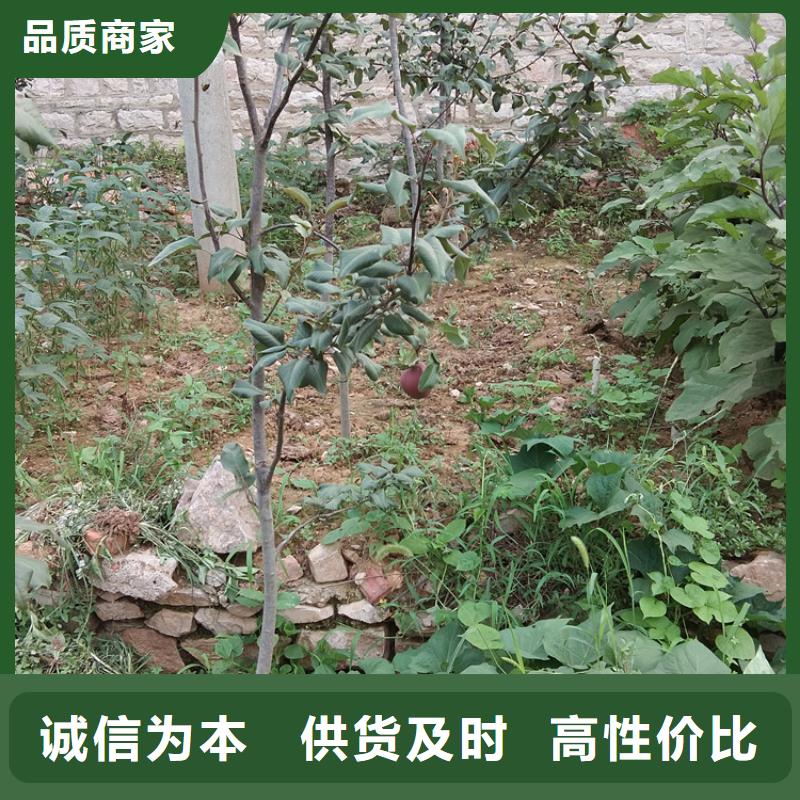 梨树樱桃苗货源直供