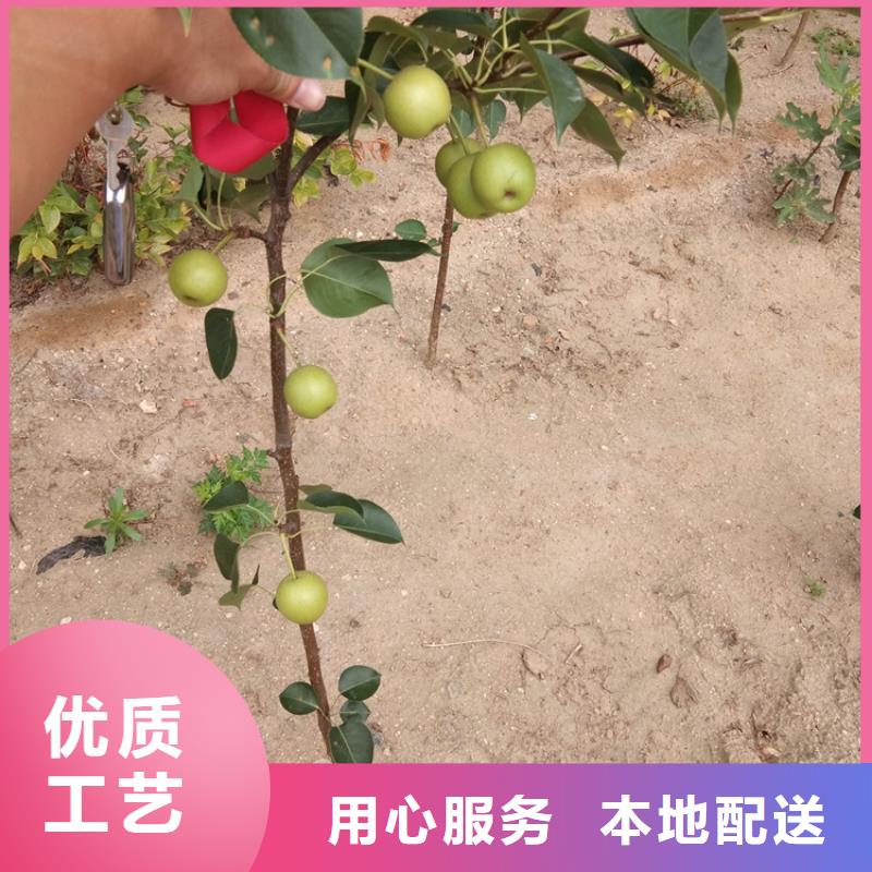 梨树樱桃苗货源直供