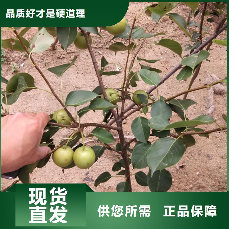 梨树3公分石榴苗支持拿样