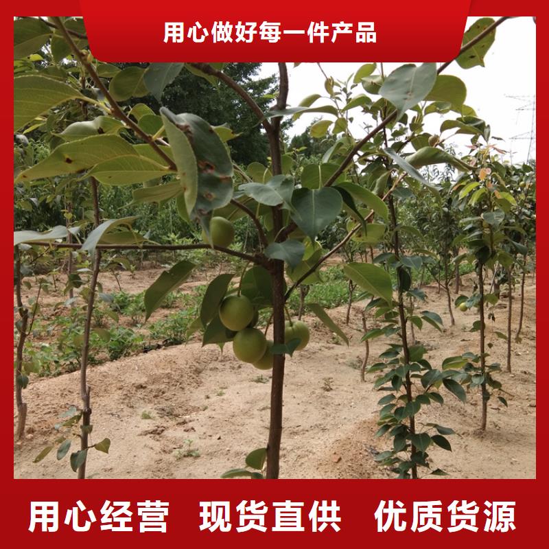 梨树樱桃苗货源直供