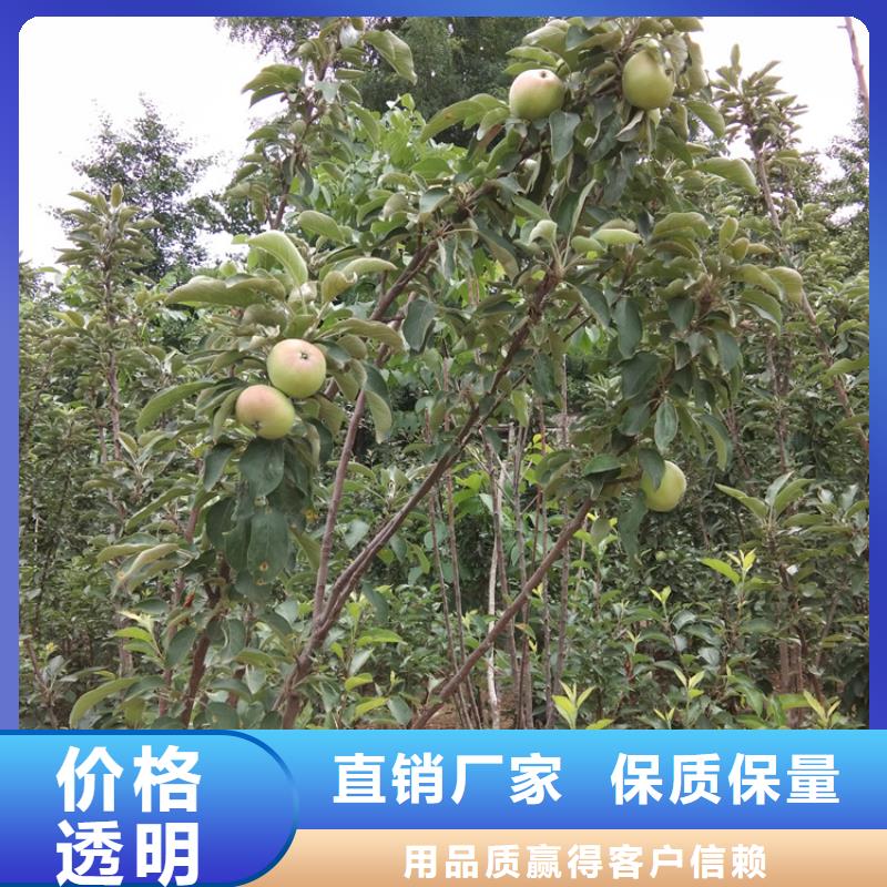 梨树3公分石榴苗支持拿样