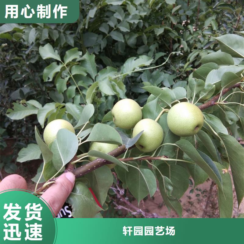 【梨树】-蓝莓苗品质保障售后无忧
