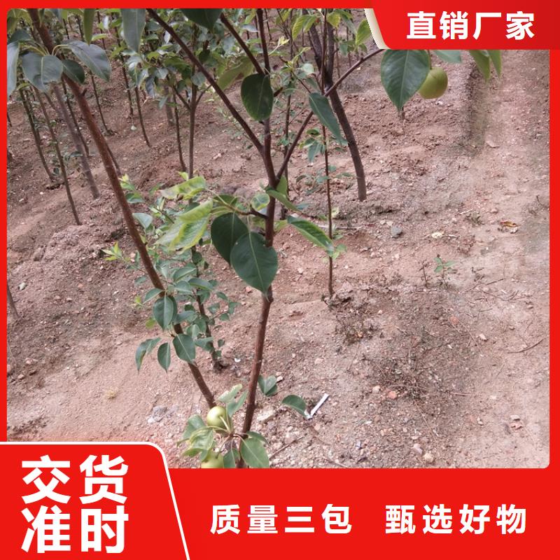 梨树樱桃苗货源直供